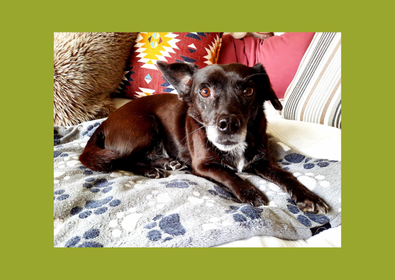 Älterer Hund liegt auf dem Sofa