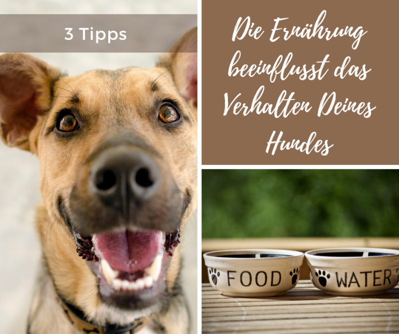 Bild eines Hundes und Futter
