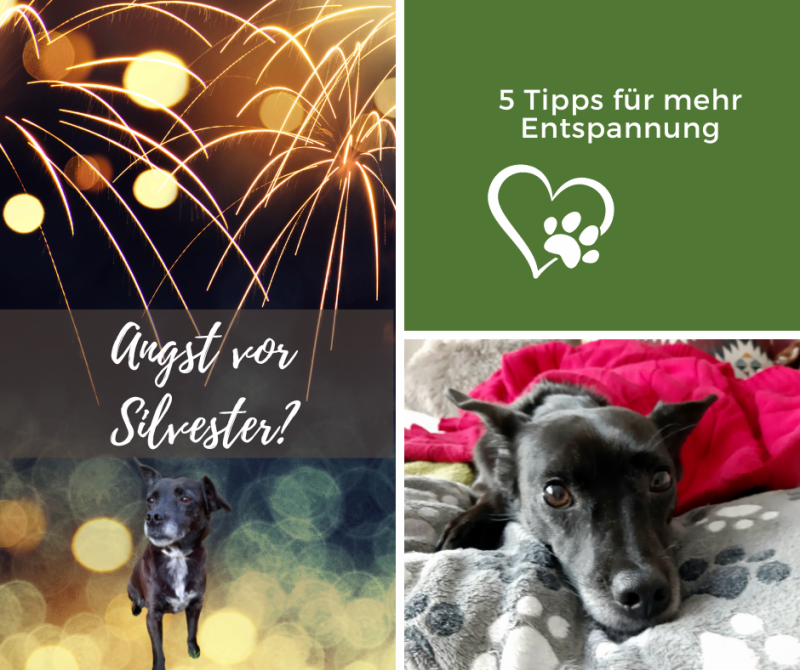 Hund vor einem Silvester-Feuerwerk