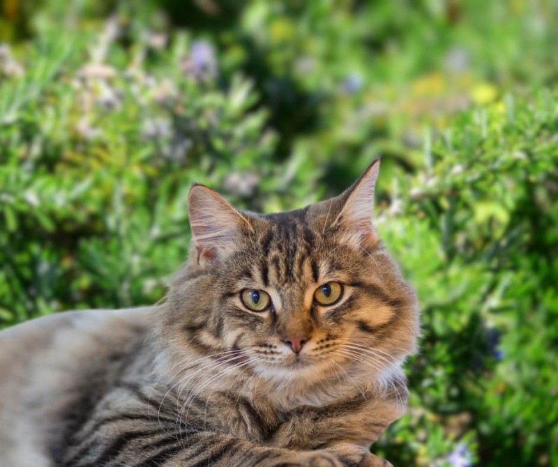 Katze vor Rosmarinpflanzen