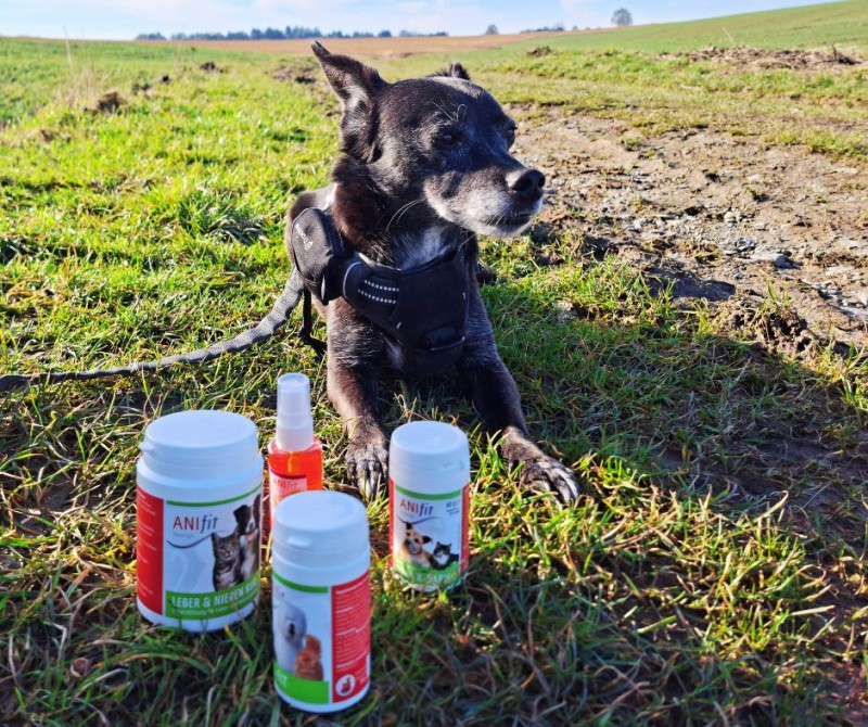 Hund auf einer grünen Wiese mit ANIfit Nahrungsergänzungen