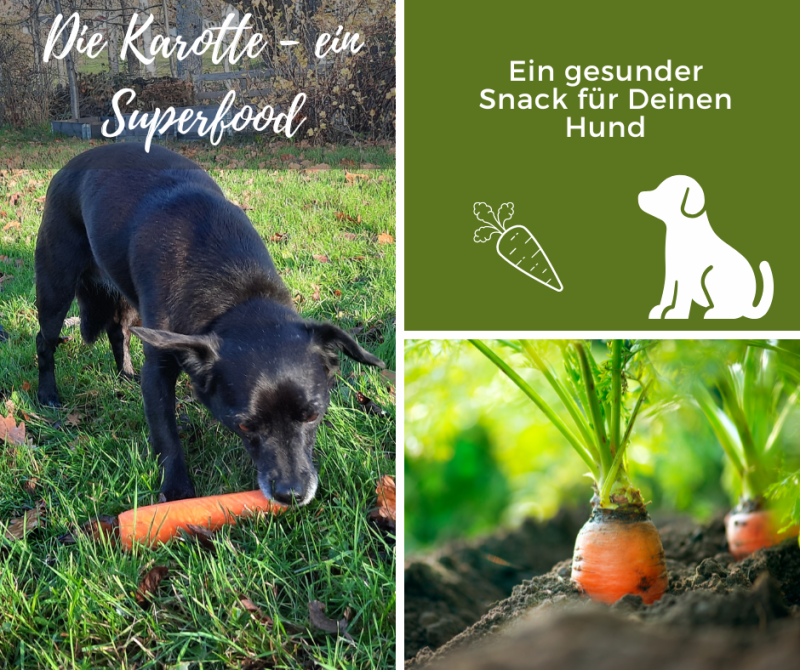 Hund schnüffelt an einer Karotte