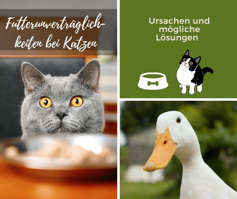 Futterunverträglichkeiten bei Katzen