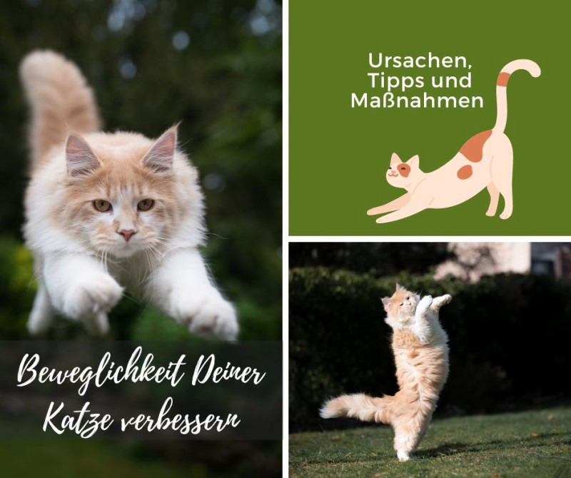 Beweglichkeit bei Katzen