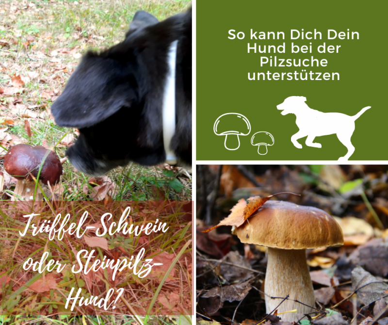 Kund schnüffelt an einem Steinpilz