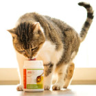Cat Dog Accessories B.A.R.F. Snacks Supplements Chicken soup 80g 1 Piece -2- Anifit